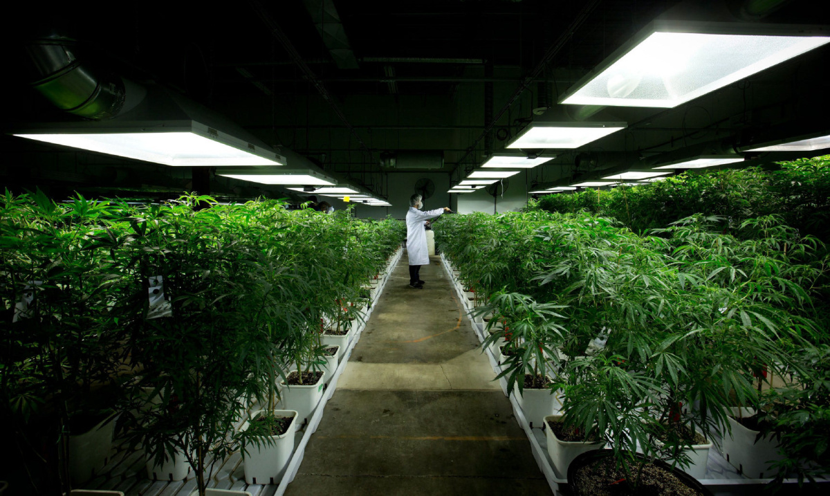 http://marketexclusive.com/wp-content/uploads/2014/08/marijuana_plants.jpg