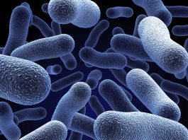 bacteria