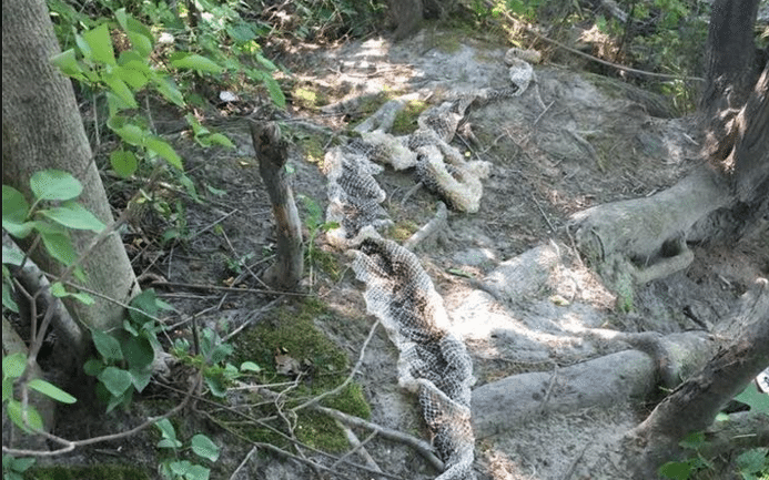 Massive Snake Skin Found In Westbrook Was Shed By An Anaconda