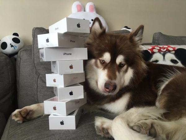 Son Of China’s Richest Man Buys 8 Apple Inc. (NASDAQ:AAPL) iPhone 7s For His Dog