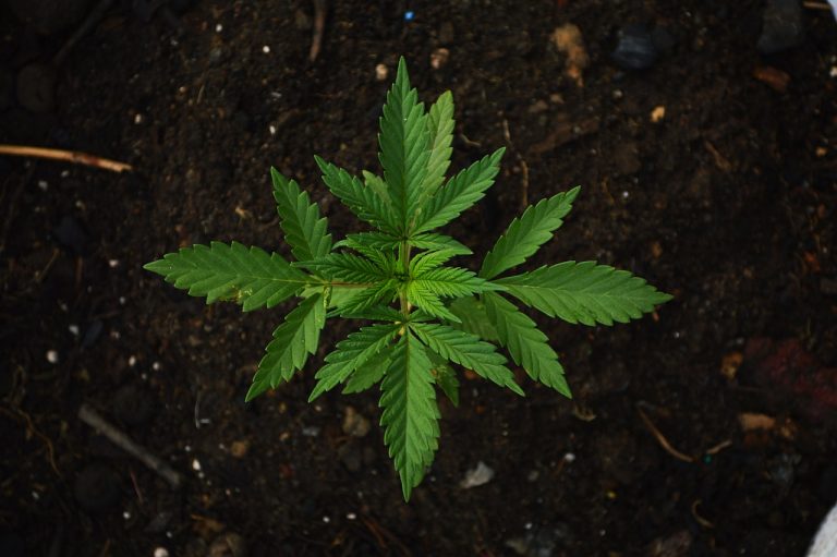 Green Organic Dutchman Gets License to Sell Cannabis Oils