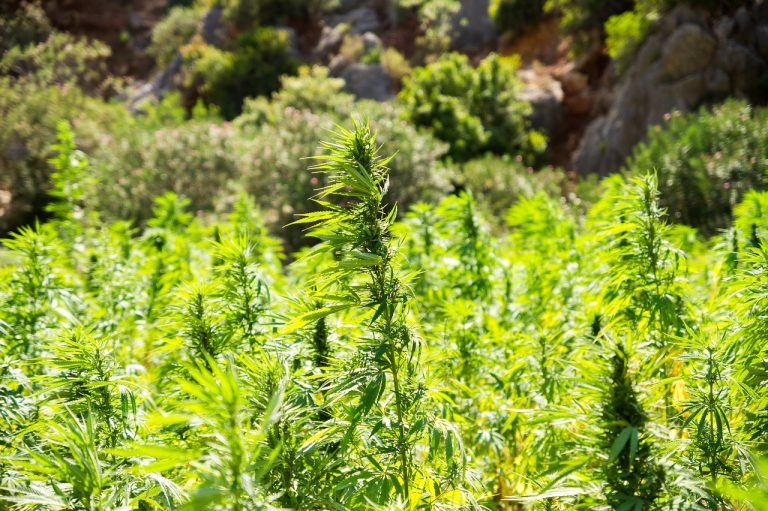 Rubicon Begins Cultivation of Super-Premium Organic Cannabis