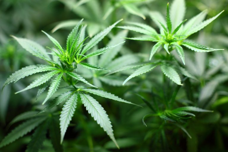 Cannabis Stock News Daily Roundup January 24
