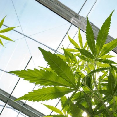 Argitek Holdings Welcomes Approval Of Hemp Farm Bill