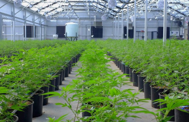 Radient Makes First Commercial Cannabis Derivatives Delivery to Aurora