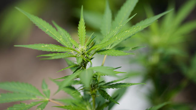 mCig  Gears Up To Exploit California Cannabis Boom