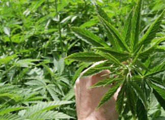 Golden Leaf Holdings Terms of Tahoe Hydroponics Company And 11T Corp. (Tahoe) Acquisition