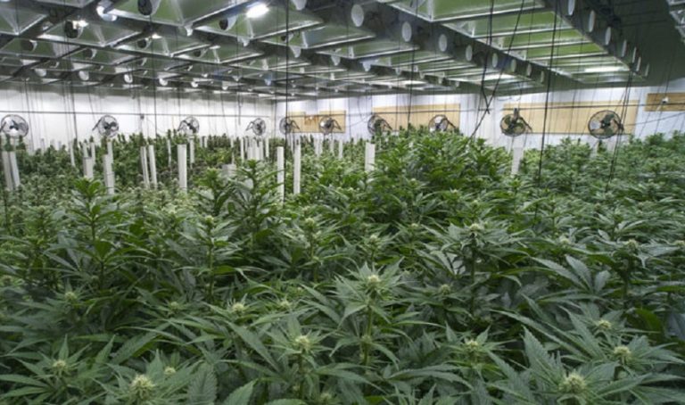 Integrated Cannabis Solutions Acquires Wisconsin Farm