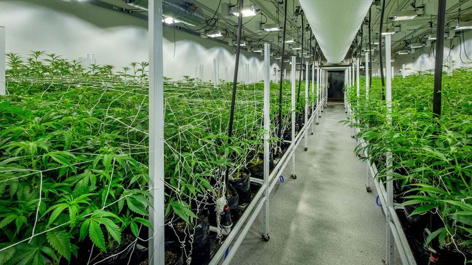 Innovative Industrial Properties Seeks To Exploit Marijuana Market For REITs