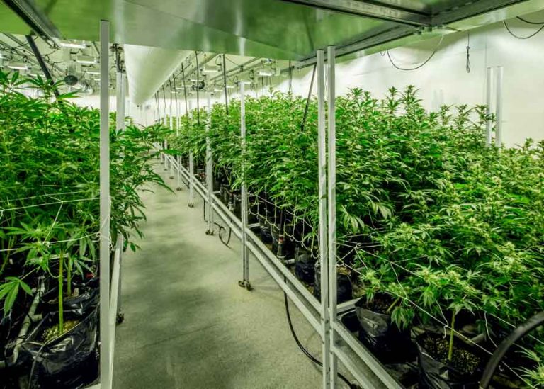 OrganiGram Holdings Acquires A $10M Loan Facility From Farm Credit Canada