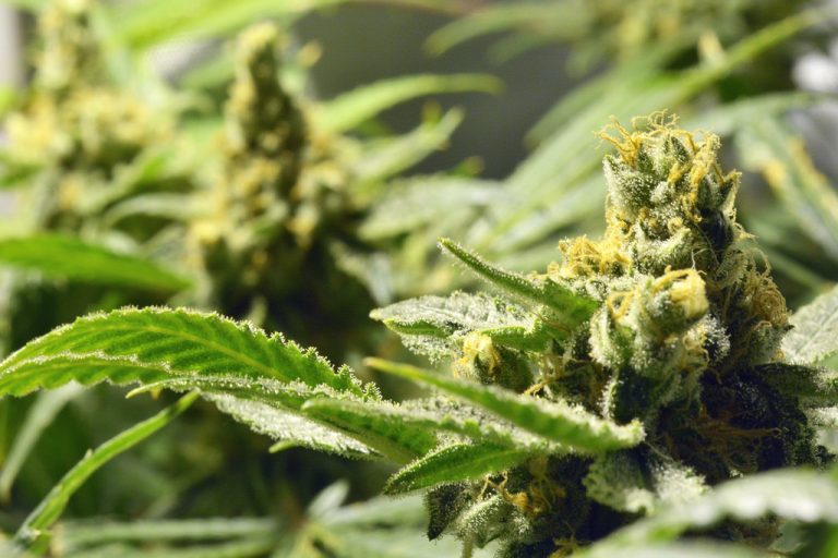 AMP Signs Cannabis Distribution Agreement with CC Pharma