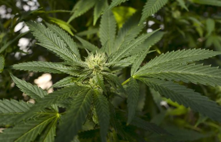 Medical Marijuana Subsidiary Kannaway® Among Top 10 Game Changers In Cannabis Industry