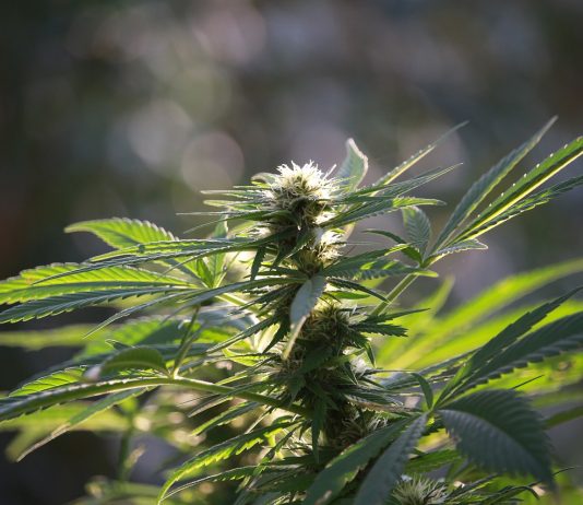hemp