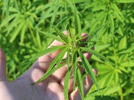 hemp-plant