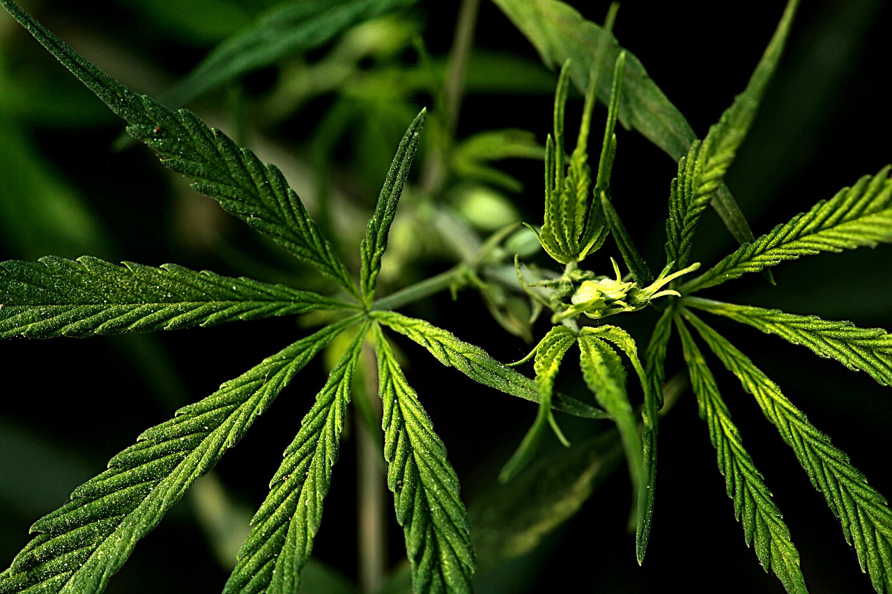 Cannabis stocks rise on legalization hopesTim Seymour talks the move