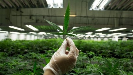 Alliance Growers Reaches Agreement With Pharmagreen On Deroche Biotech Complex