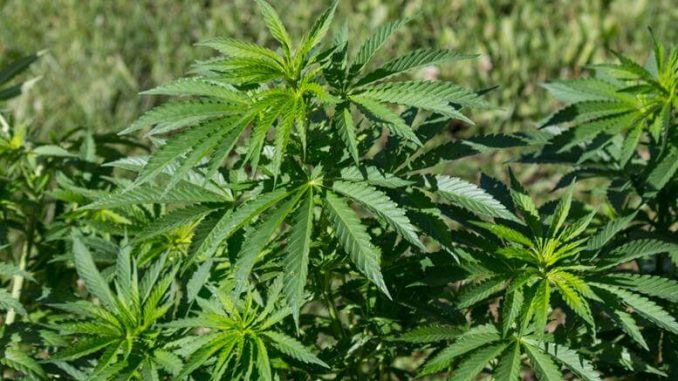 SOL Global Takes Over 10% Stake in Chicago-Based Hemp Company