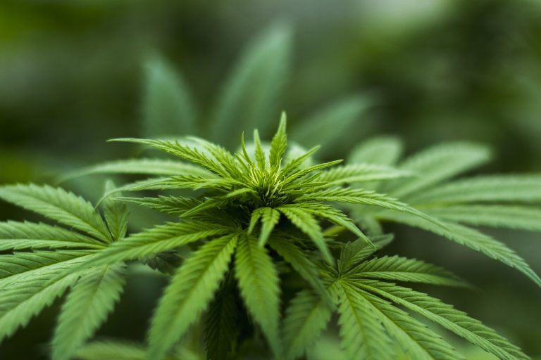 Liht Cannabis Begins Selling Recreational Cannabis in Nevada