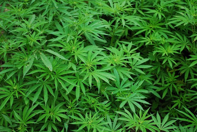 Cannabis Stock News Daily Roundup January 22