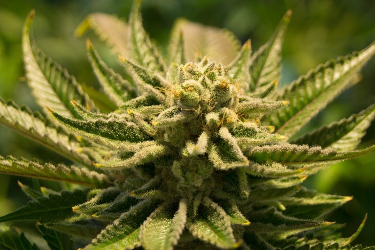 Eyeing UK Cannabis Market, Namaste to Acquire AF Trading