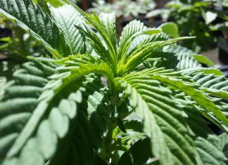 cannabis