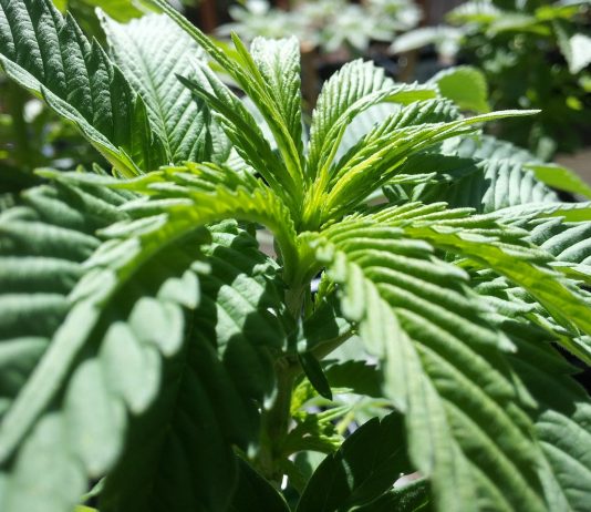 cannabis