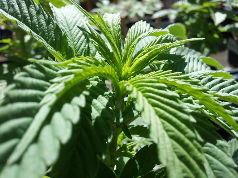 Sunniva to Acquire 2 California-Licensed Cannabis Companies