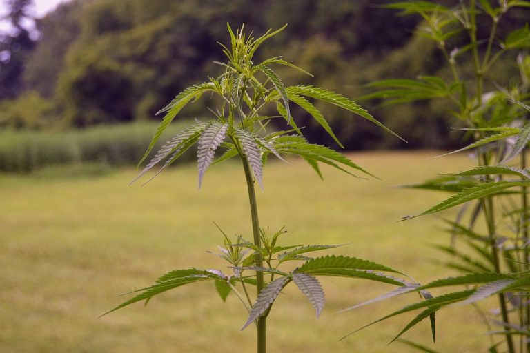 1933 Industries to Build ‘One of a Kind’ Hemp Extraction Facility