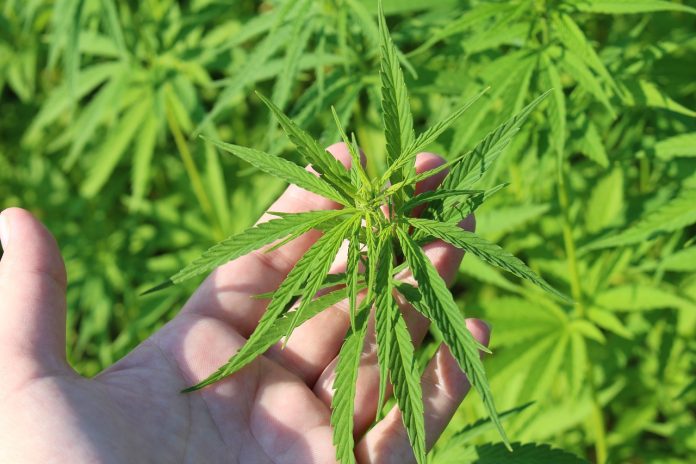 hemp-plant