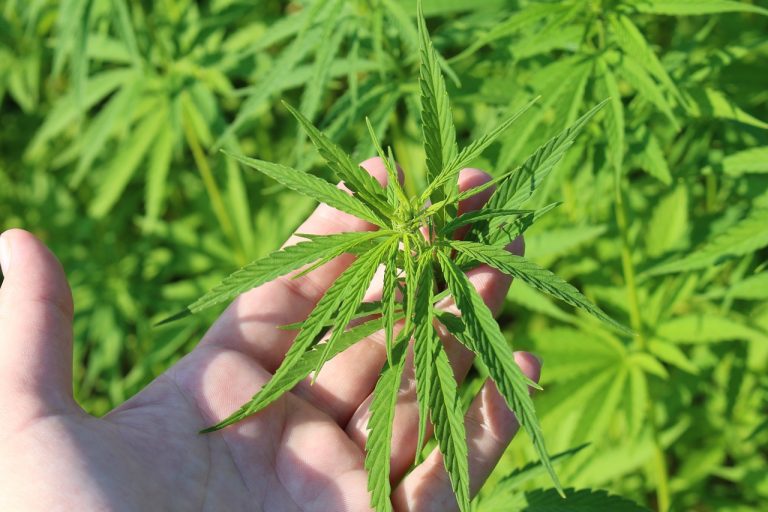 Pilot Program Launched to Help Struggling Farms Grow Hemp in Florida