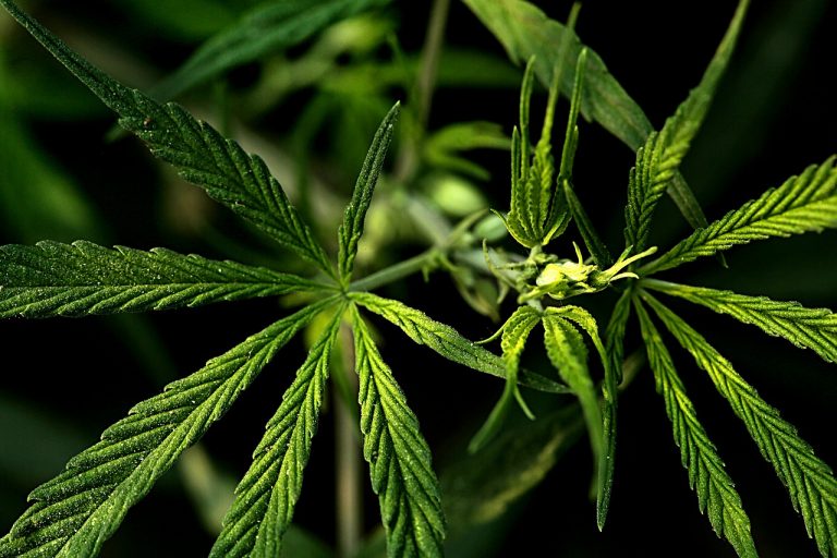 ZYUS to Buy Newstrike Cannabis to Build Medical Products