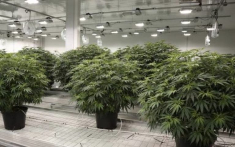 Canopy Growth Spectrum Cannabis Targets Canadians Seniors