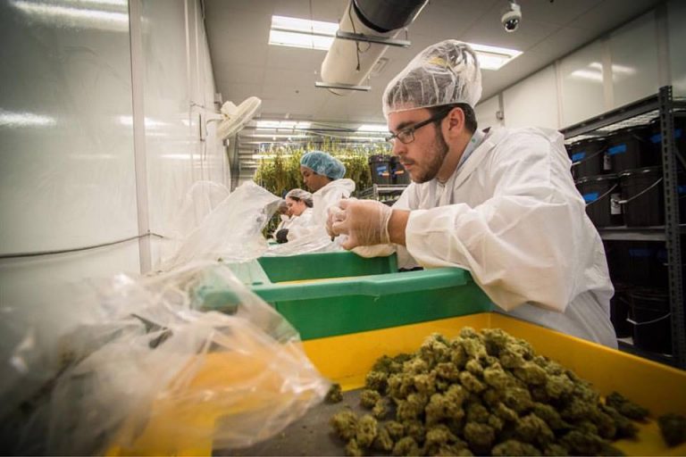 GB Sciences Wants to Become Marijuana Supplier to U.S. Researchers