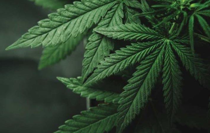 Shivom, TruTrace to Explore Clinical Solutions for Cannabis Market