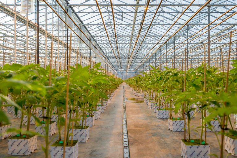 AgraFlora Takes 50% Stake in Second Largest Cannabis Greenhouse in Canada