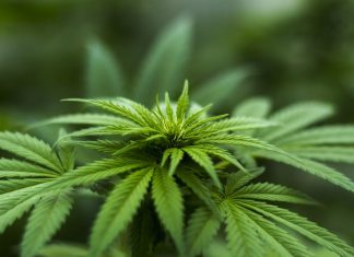 cannabis-news