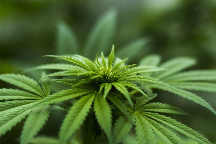 cannabis-news